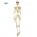 ESQUELETO 90 CMS.