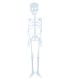 ESQUELETO FOSFORESCENTE 75 CMS.